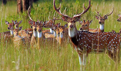 Indian-Wildlife-Tour