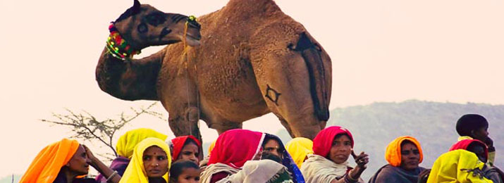 pushkar-camel-fair