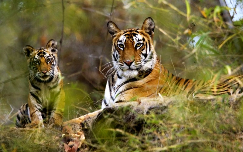 Wildlife Tours India